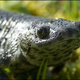 Illustration for article titled Rib-Popping Newt is the Amphibious Answer to Wolverine
